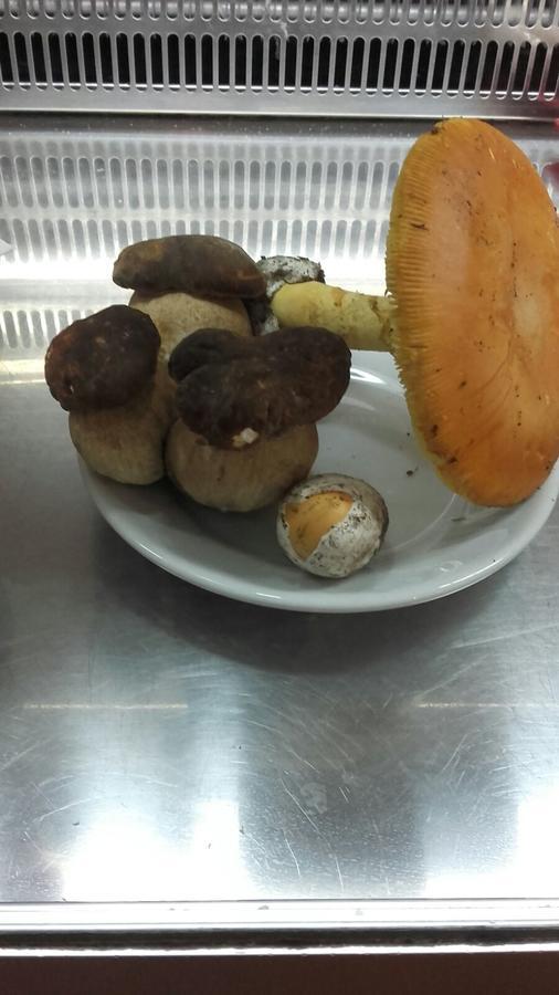 Alojamento de Acomodação e Pequeno-almoço Il Frutteto Torre delle Stelle